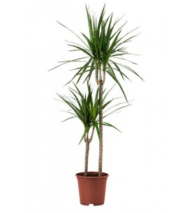 Margineta 2'li